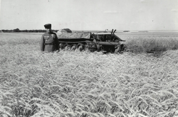 1946, October 14. AA. RUSSIA TODAY. A bemedalled Red Army captain stands in a field of grain that grows around a knocked-out tank. NEA-ACME Photo by John Stroem (Front)